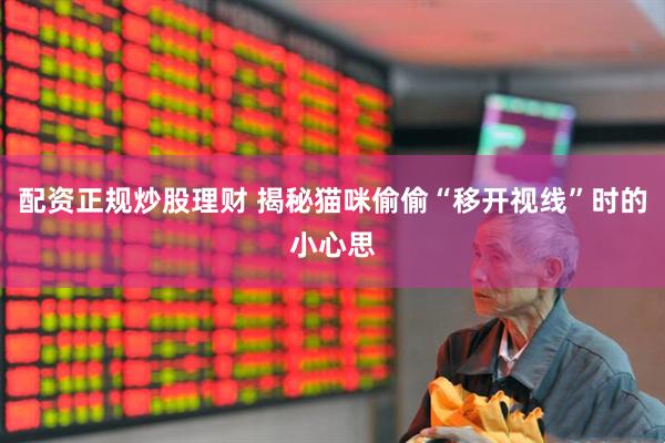 配资正规炒股理财 揭秘猫咪偷偷“移开视线”时的小心思